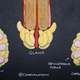 Illustration for article titled Candy Anatomy Reveals the Sweet Complexity of Human Reproductive Structures